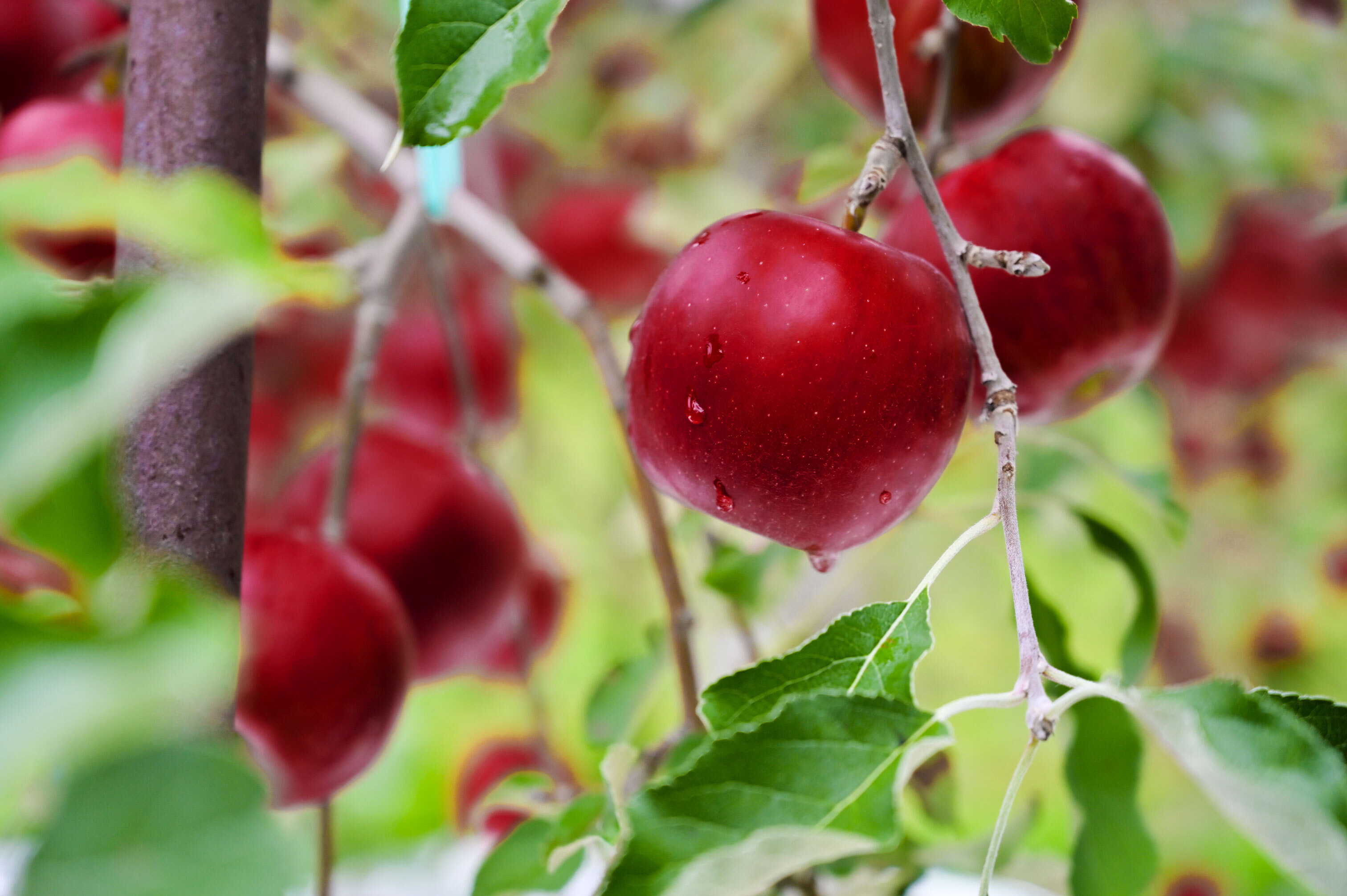 株式会社アグリザエイト